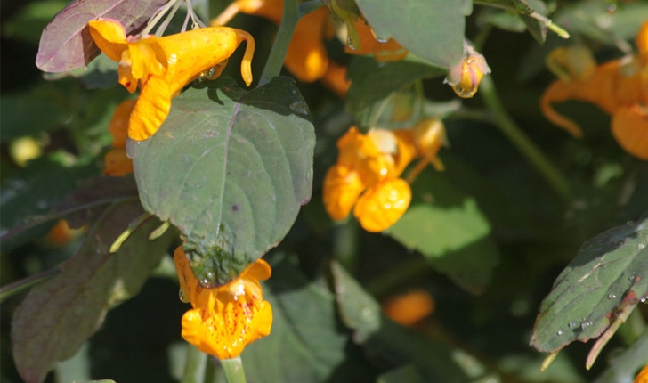 Impatiens capensis (Meerb., 1775)