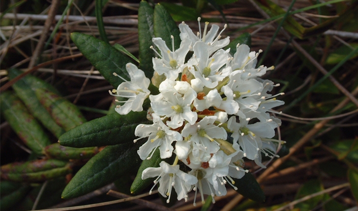 Rhododendron  labradoricum 