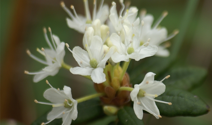 Rhododendron  labradoricum 