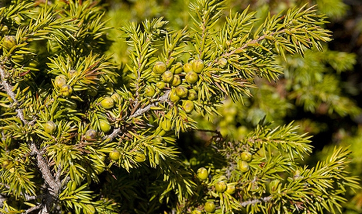 Juniperus communis (L., 1753)