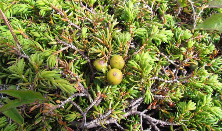 Juniperus communis (L., 1753)