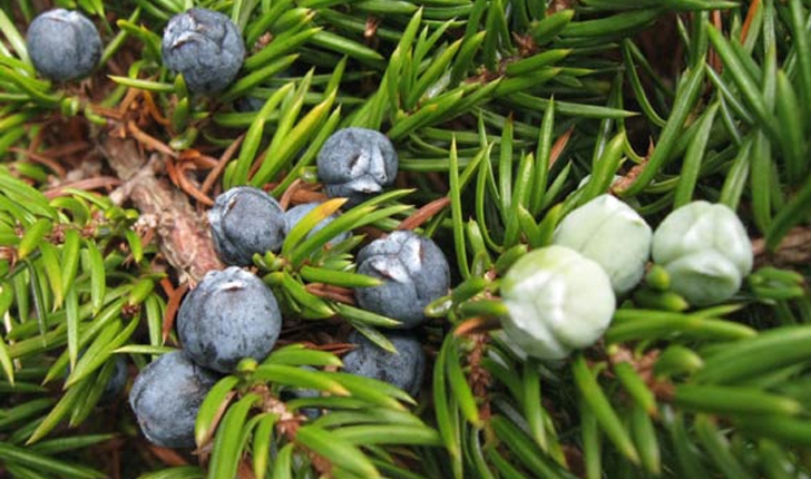 Juniperus communis (L., 1753)