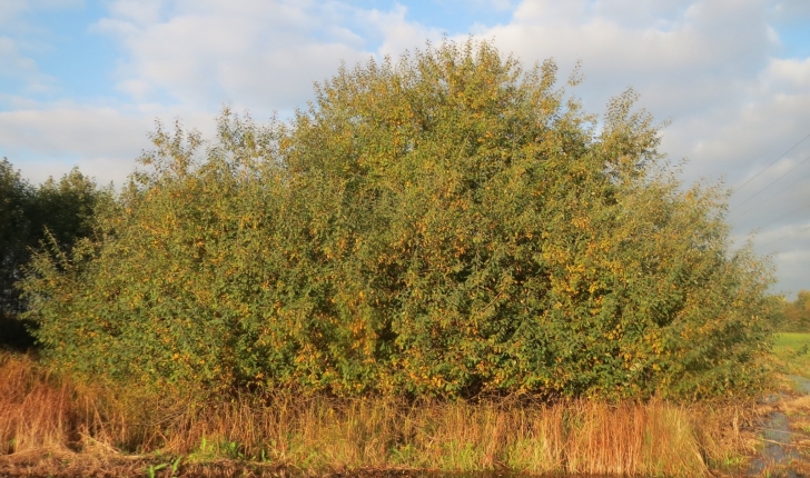 Salix cinerea