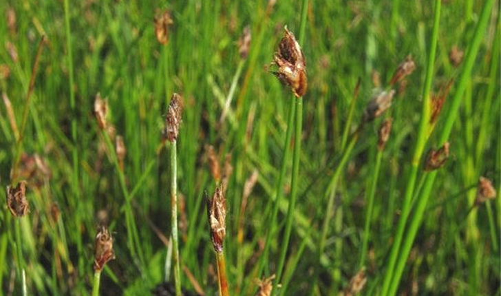 Scirpus pauciflorus (Hartmann) O.Schwarz, 1949