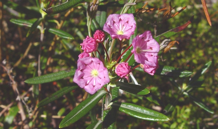 Kalmia polifolia (Wangenh., 1788)