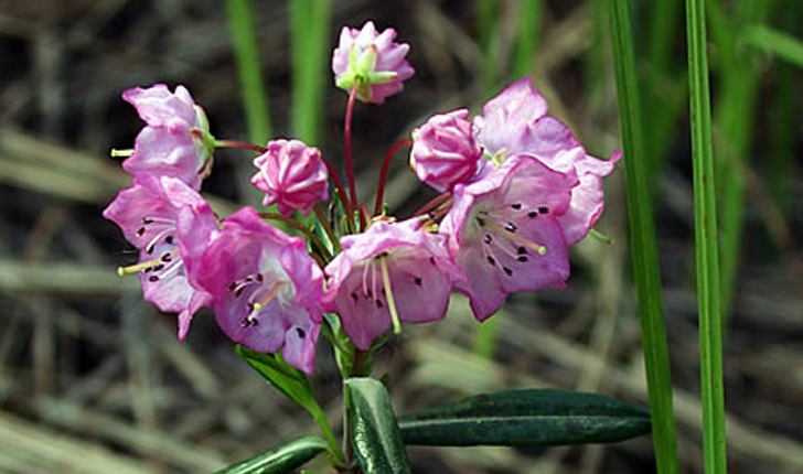 Kalmia polifolia (Wangenh., 1788)