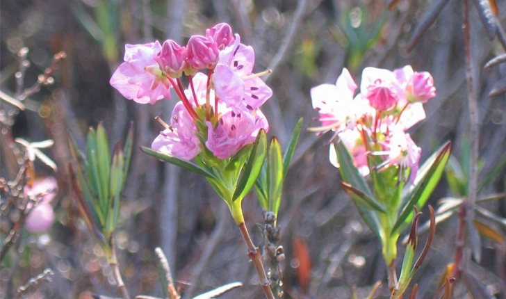 Kalmia polifolia (Wangenh., 1788)