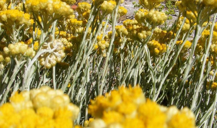 Helichrysum stoechas (Linné, 1758)