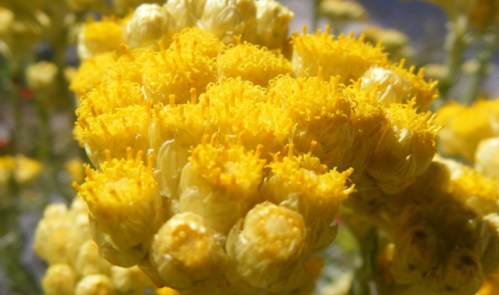 Helichrysum stoechas (Linné, 1758)