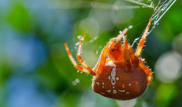 Araneus pallidus ©Adeline Brissaud