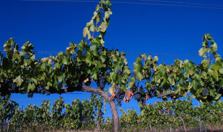 Vitis vinifera (L., 1753)