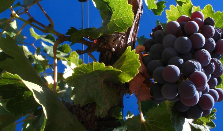 Vitis vinifera (L., 1753)