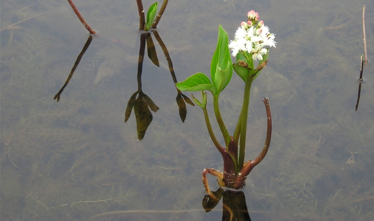 Menyanthes trifoliata (L., 1753)