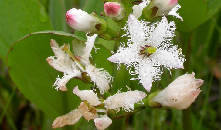 Menyanthes trifoliata (L., 1753)
