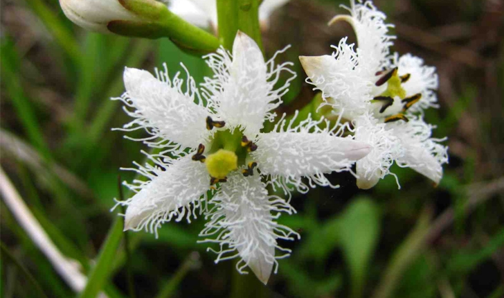 Menyanthes trifoliata (L., 1753)