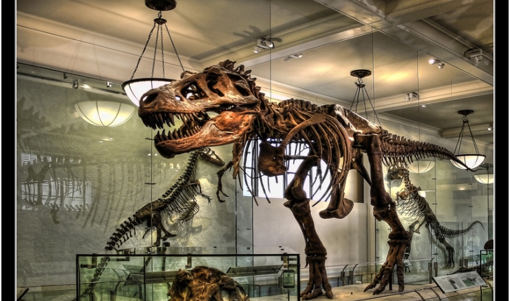 Tyrannosaurus Rex