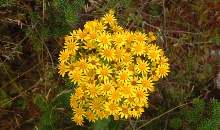 Senecio jacobaea (G.Gaertn, B.Mey. & Scherb., 1801)