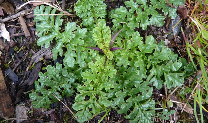 Senecio jacobaea (G.Gaertn, B.Mey. & Scherb., 1801)