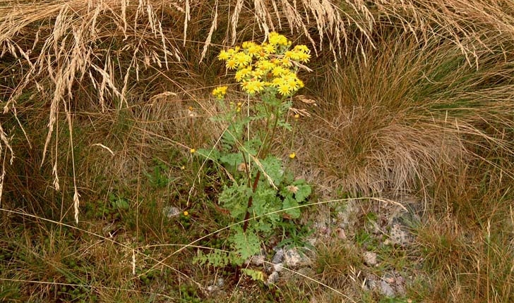 Senecio jacobaea (G.Gaertn, B.Mey. & Scherb., 1801)