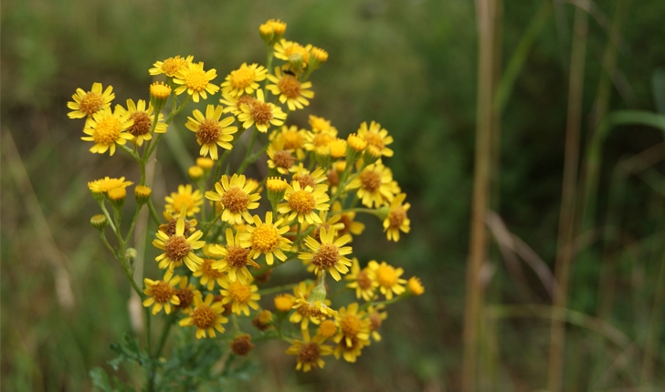 Senecio jacobaea (G.Gaertn, B.Mey. & Scherb., 1801)