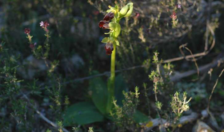 Ophrys fusca Link, 1800