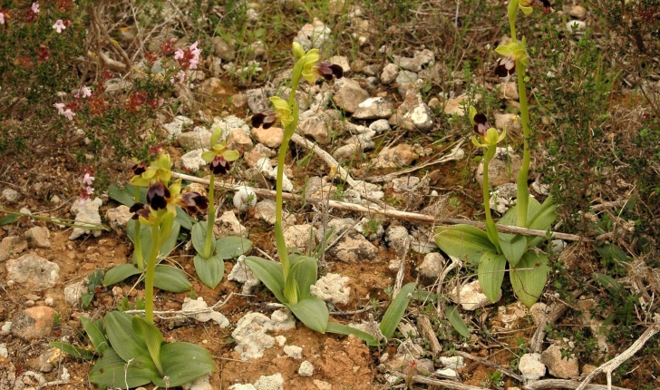 Ophrys fusca Link, 1800