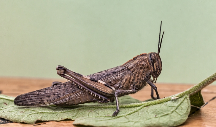 Anacridium aegyptium
