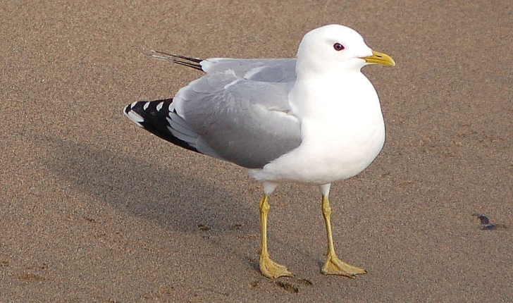 Larus canus Linnaeus, 1758