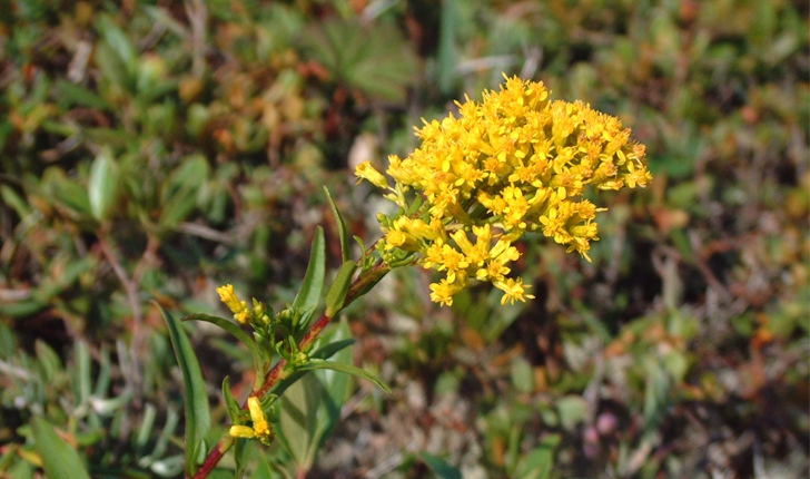 Solidago uliginosa (L., 1753)