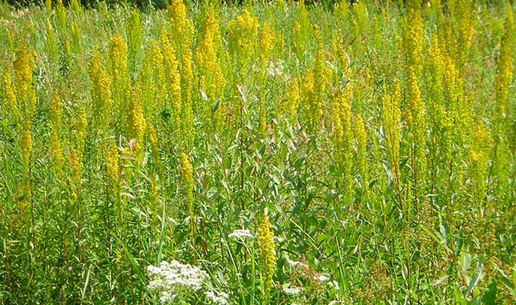 Solidago uliginosa (L., 1753)