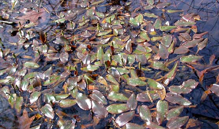 Potamogeton polygonifolius / oblongus (Pourr., 1788)