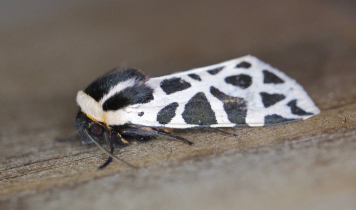 Cymbalophora pudica 
