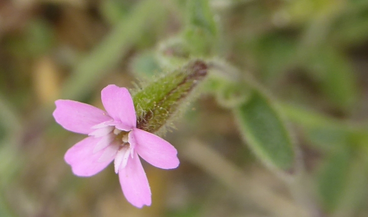 Silene sedoides Poir