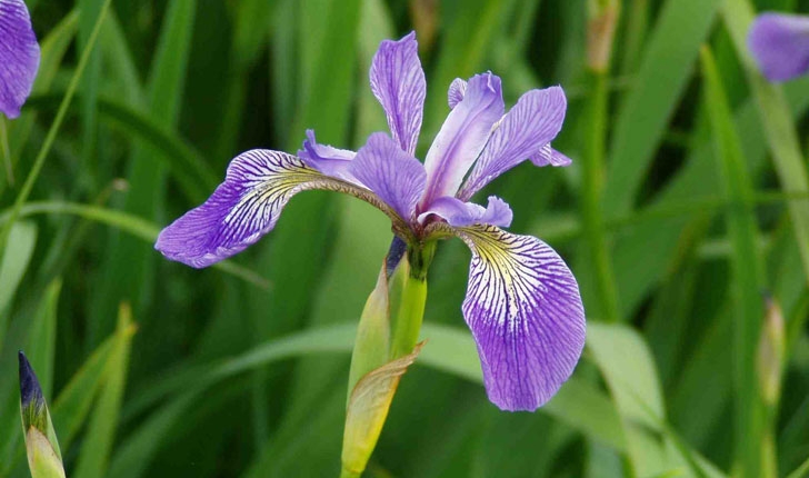 Iris versicolor