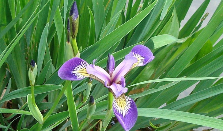 Iris versicolor