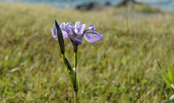 Iris versicolor