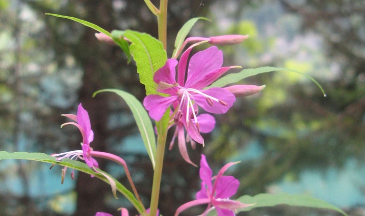 Epilobium angustifolium L., 1753