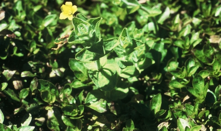 Hypericum elodes