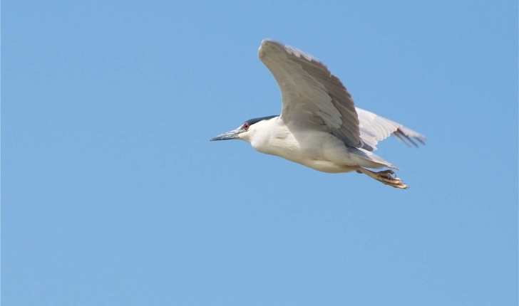 Nycticorax nycticorax (Linnaeus, 1758)