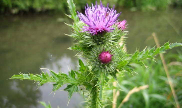 Cirsium palustre 