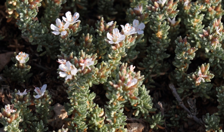 Frankenia hirsuta