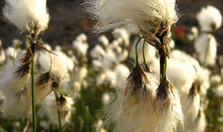 Eriophorum angustifolium
