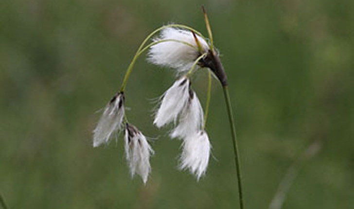 Eriophorum angustifolium