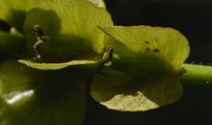 Pterocarya fraxinifolia 