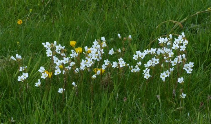 Saxifraga granulata