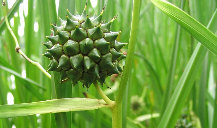 Sparganium eurycarpum