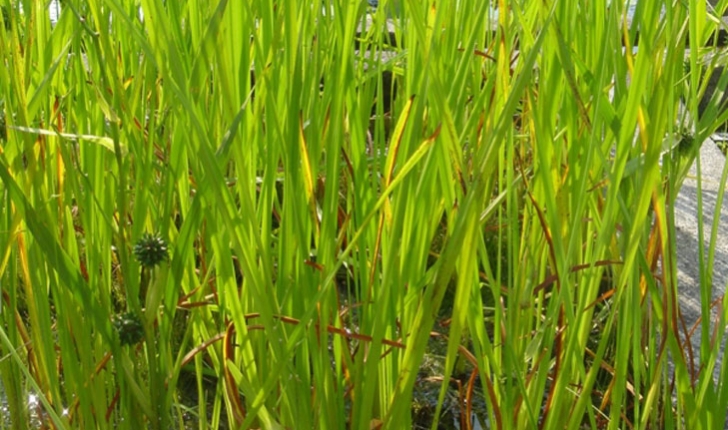 Sparganium eurycarpum
