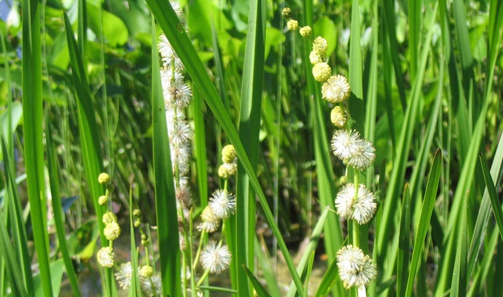 Sparganium eurycarpum