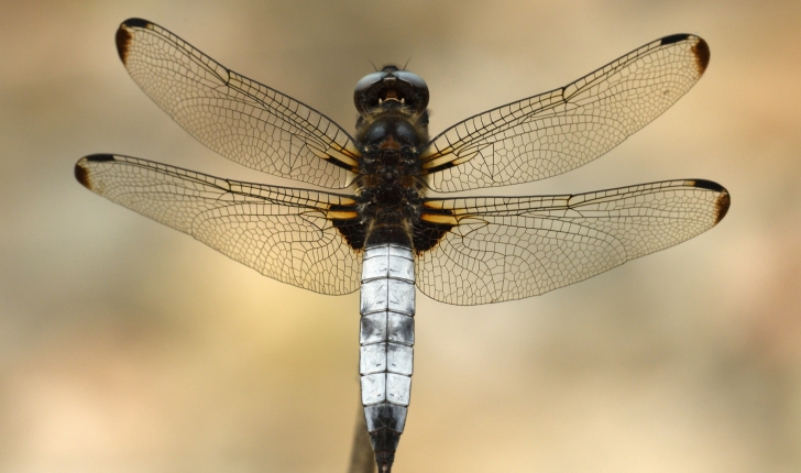 Libellula fulva