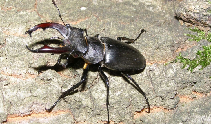 Lucane cerf-volant mâle Crédit Mircea Nita Flickr 1